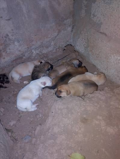 dog puppies for sale