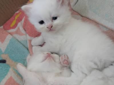 Beautiful kittens for sale