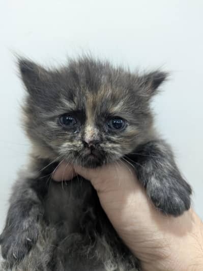 Beautiful male kitten for sale