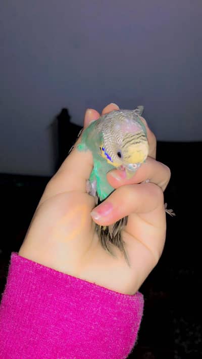 tame budgie