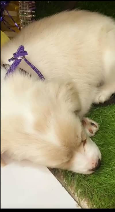 pomreman Cross breed (read bio)