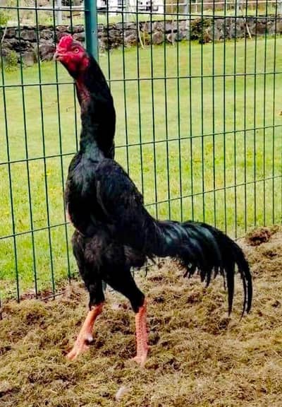 aseel murga Thai for sale joda  hai jis bhai ko chahie raabta Karen ka