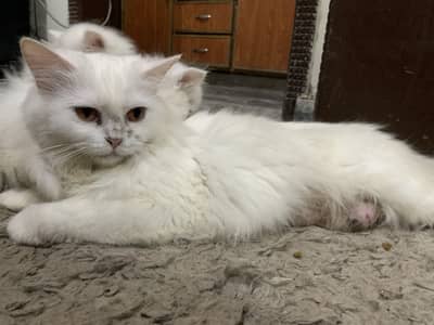 Persian cat