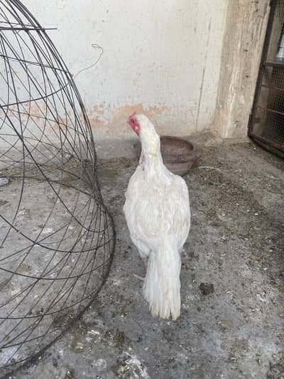 Hera full paper white