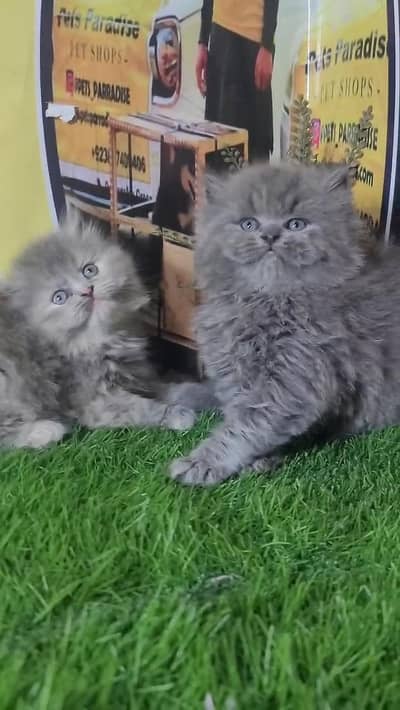 pure Persian gray and calico kittens