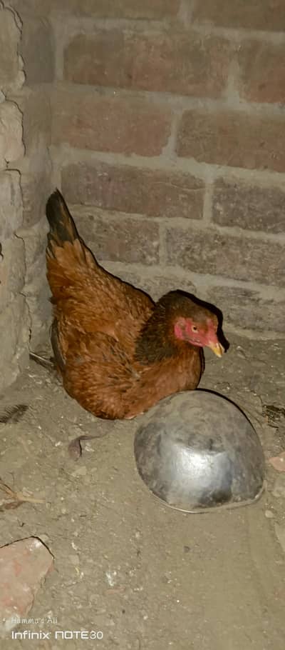 kurak walli Aseel murgi long hieght