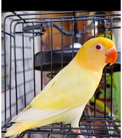Love bird