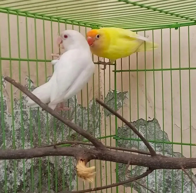 Love bird — photo 3