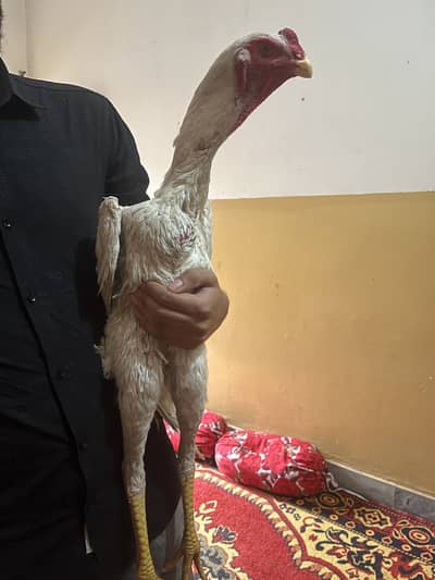 High quality shamo patha white colour for sale