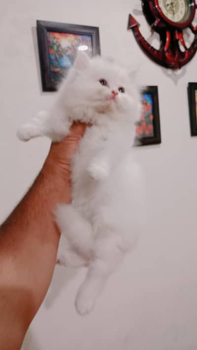 pure pure punch face little train