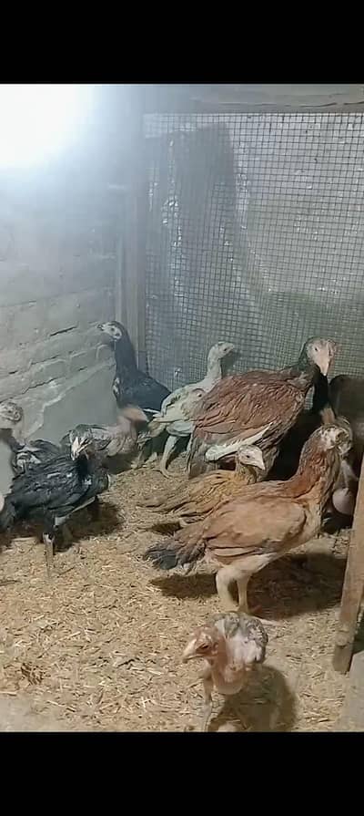 Thai x hint . plus parrot beak