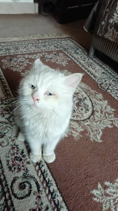 white persian blue eyed male cat