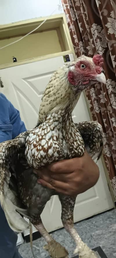 aseel high quality shajra  patha/ murgha