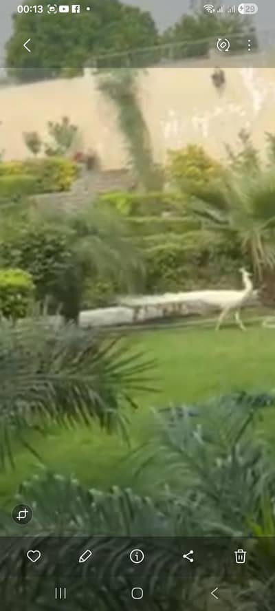 white peacock breeder