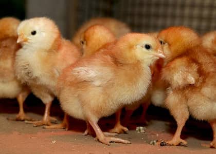 HIGH BREED LOUHMAN BROWN CHICKS AVAILABLE