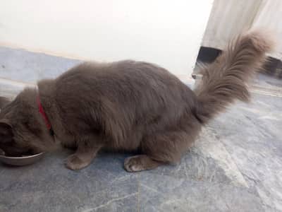 i wanna sell my persian cat triple coated