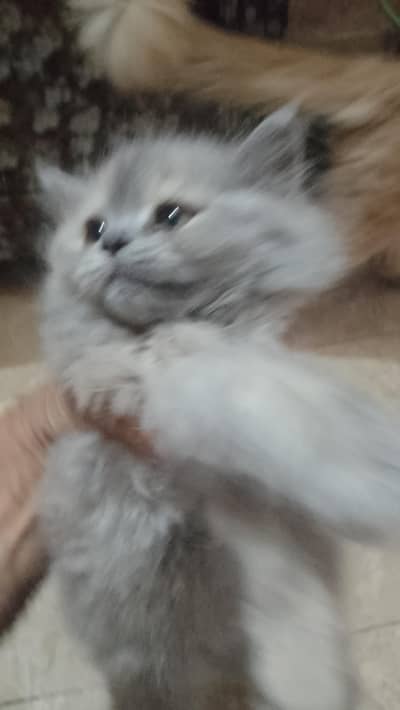 I'm selling kitten' 3code and liter traind