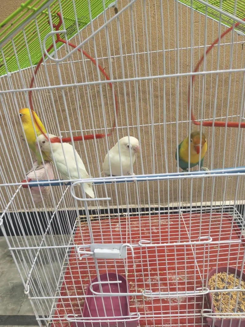 2 Breeder Pair Love Bird Parrots (Beautiful)