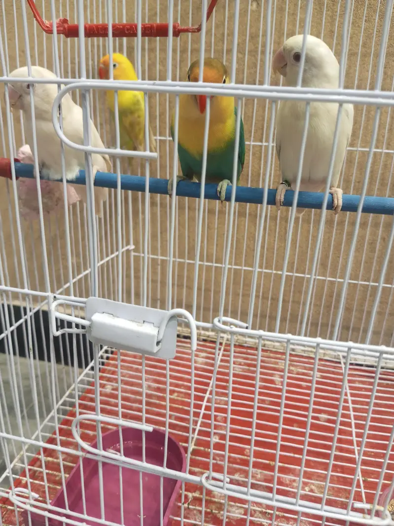 2 Breeder Pair Love Bird Parrots (Beautiful) — photo 2