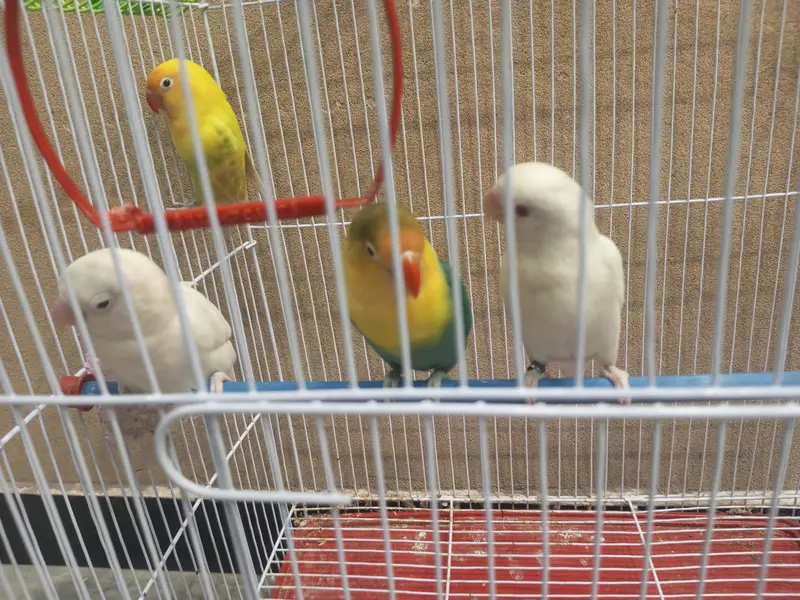 2 Breeder Pair Love Bird Parrots (Beautiful) — photo 3