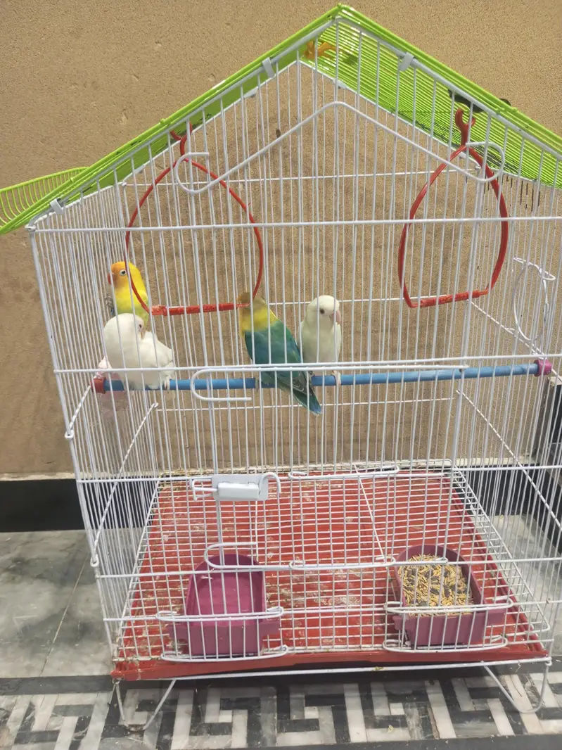 2 Breeder Pair Love Bird Parrots (Beautiful) — photo 4