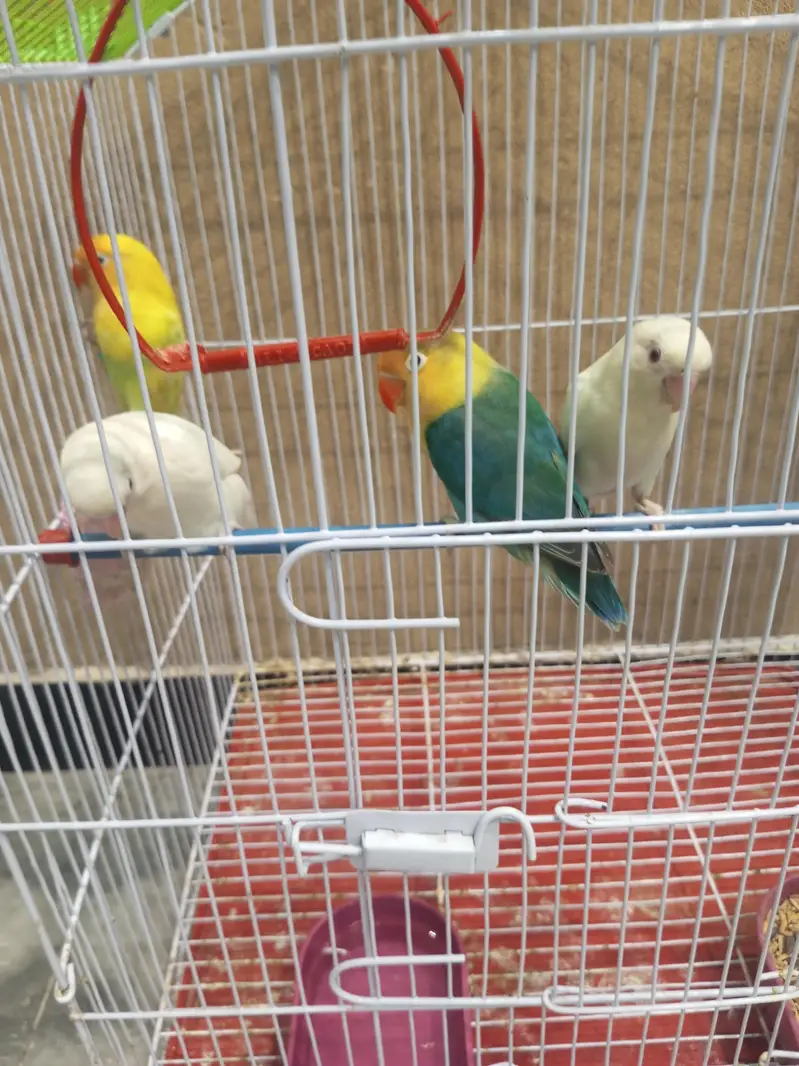 2 Breeder Pair Love Bird Parrots (Beautiful) — photo 5