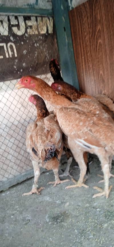 1 male three female aseel murghiyan