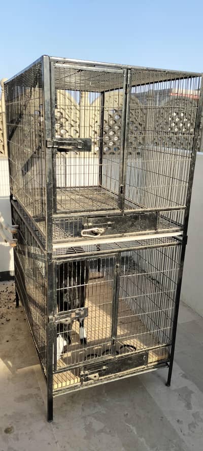 cage for African grey and raw parrot
