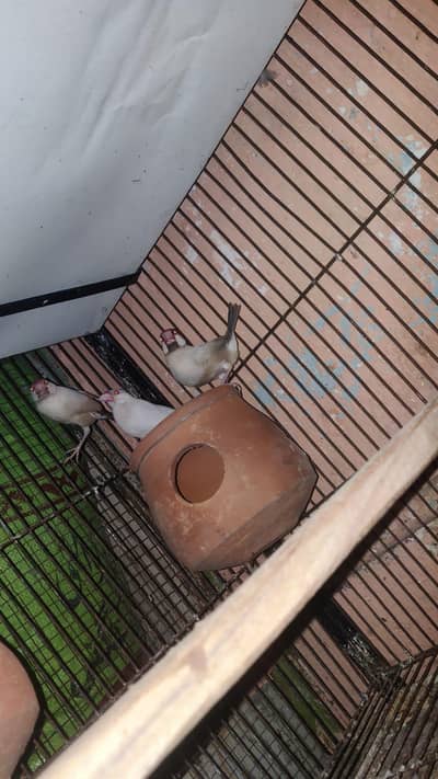 White Java and Fawn Jawa Breeder pairs