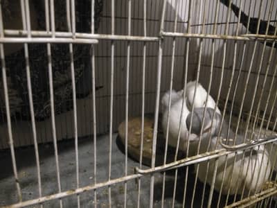 I want to sell my faintail malw white and khaal female urgently