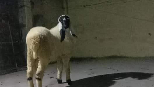 Beautiful sheep for sale