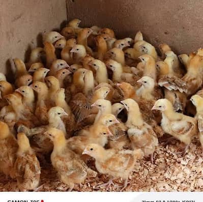 Golden Misri chick 15 day old