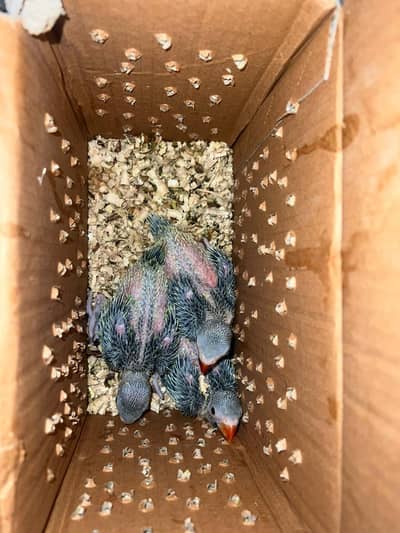 baby Parrot's