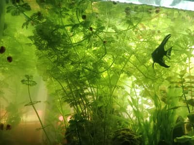 aquarium life plant
