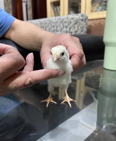 Aseel Heera | Ayam Cemani | Black and White silky chicks