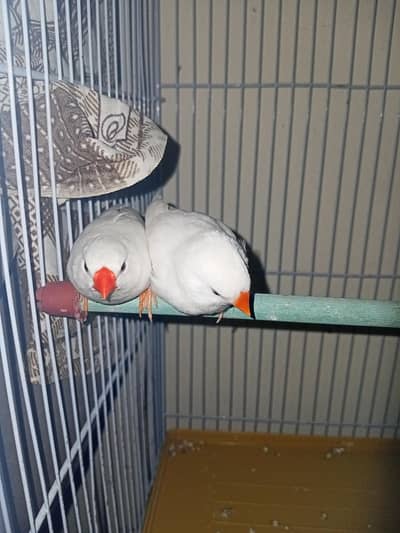 Snow White Finch Beautiful Pair for Sale