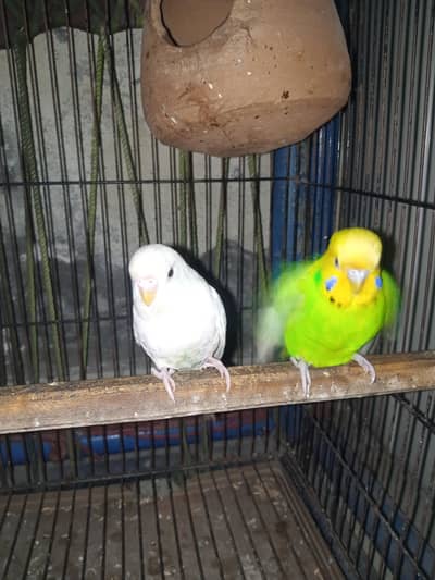 male budgie parrots with cage