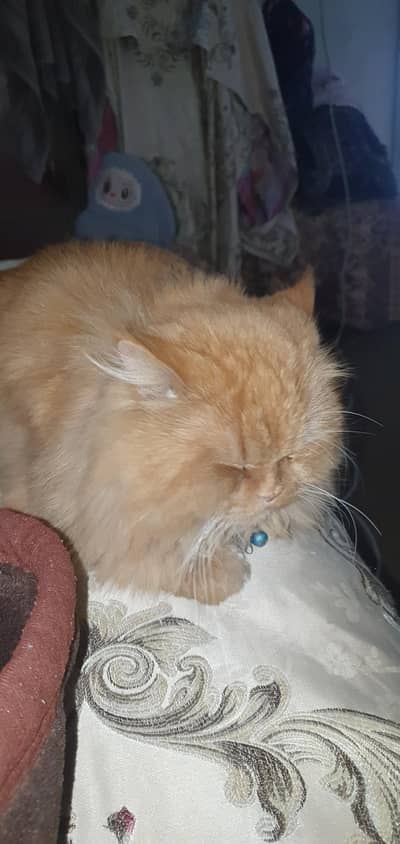 Urgent Sale Beautiful Punchface