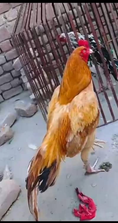 Aseel Mianwali / Mushka Lasai / Aseel /  Eggs lying hens for sale