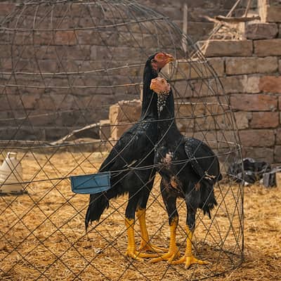 Pure Royal King Shamo Pair – Strong Bloodline | Healthy & Active