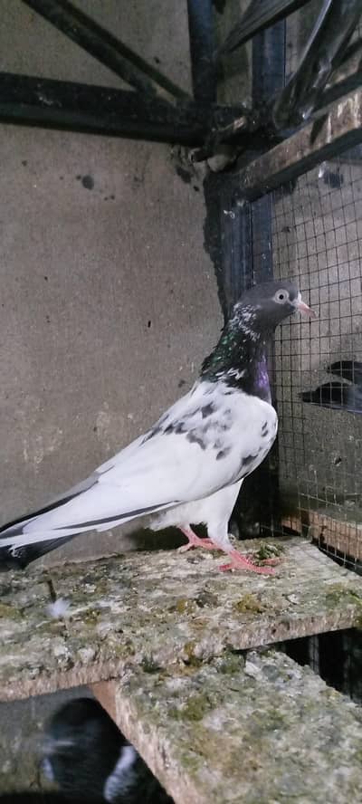 Tady Madi brider high fly  birds