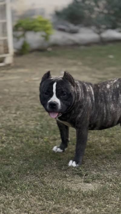 American bully male for sale