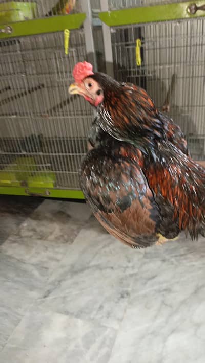 indian game  indian jublir hens pair