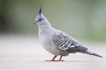 crested dove females