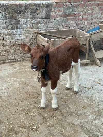 Farm fresh brown calf