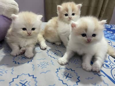 Persian high quality kittens.