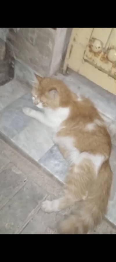 Persian Kitten for Sale