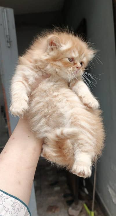 Persian kittens