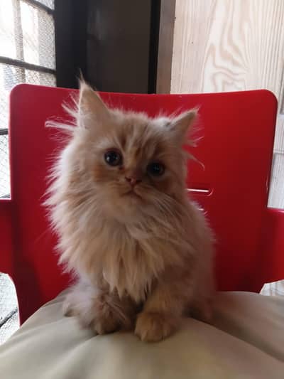Persian Kittens up for Sale