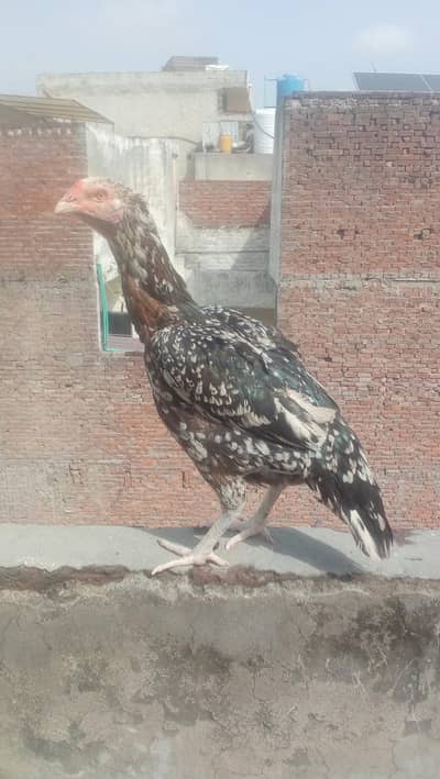 Mianwali morge full breeder